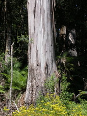 Eucalyptus denticulata