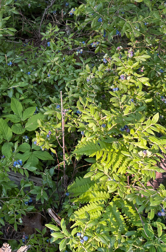 velvetleaf blueberry