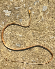 Dendrelaphis ngansonensis