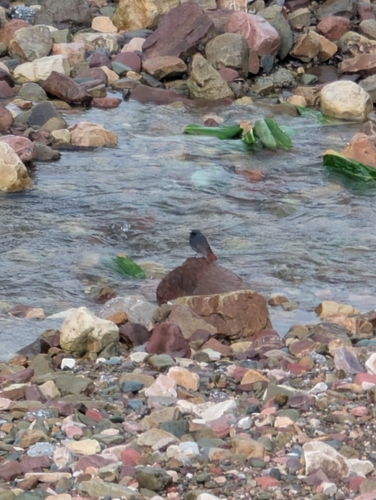 Plumbeous Water Redstart