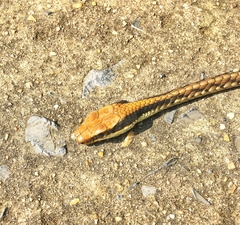 Dendrelaphis ngansonensis