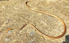 Dendrelaphis ngansonensis