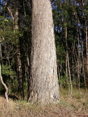Eucalyptus bosistoana
