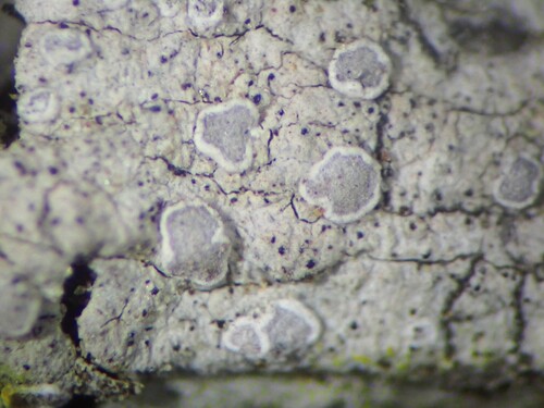Sigridea californica, 2026-06-05