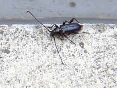 Callidiellum rufipenne