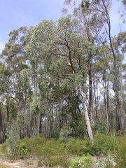 Eucalyptus mackintii