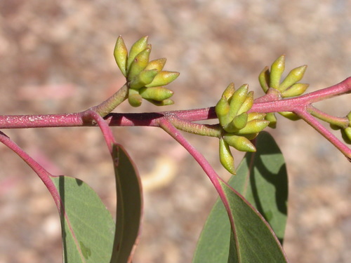 Eucalyptus mackintyi