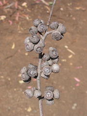 Eucalyptus mackintii