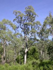 Eucalyptus angophoroides