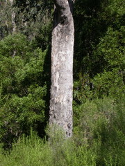 Eucalyptus angophoroides