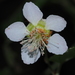 Rubus swinhoei - Photo (c) 羅忠良,  זכויות יוצרים חלקיות (CC BY-NC), הועלה על ידי 羅忠良