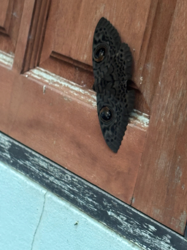Common Owl Moth