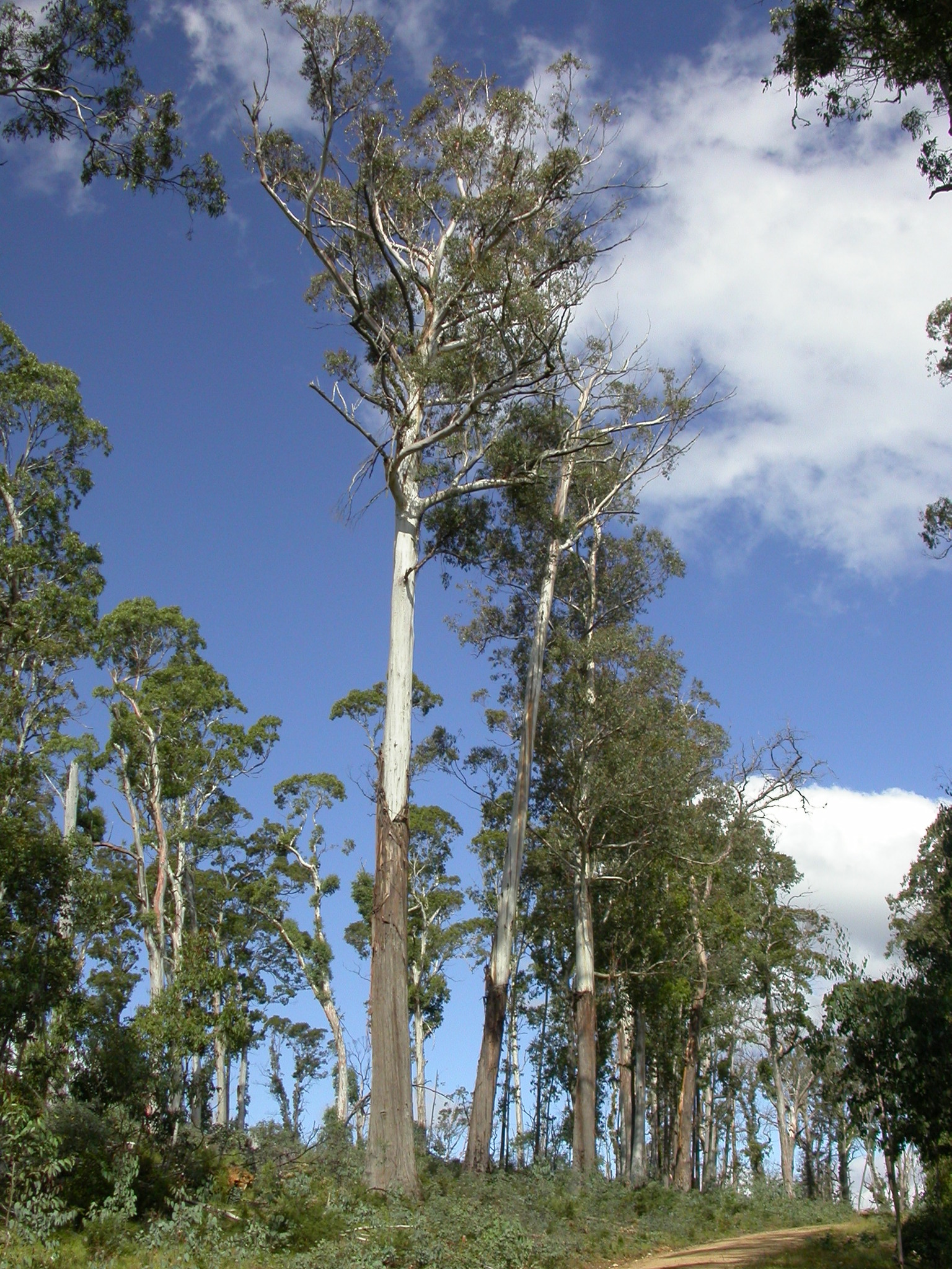 Eucalyptus delegatensis
