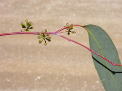 Eucalyptus delegatensis