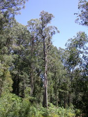 Eucalyptus fastigata