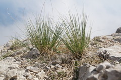Stipa lithophila