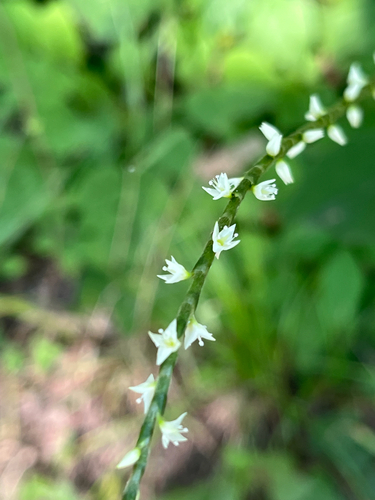 American jumpseed