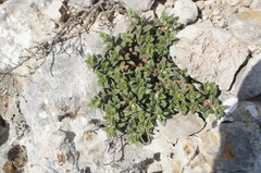 Helianthemum oelandicum orientale