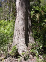 Eucalyptus fastigata