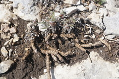 Convolvulus calvertii calvertii