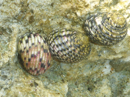 Four-toothed Nerite