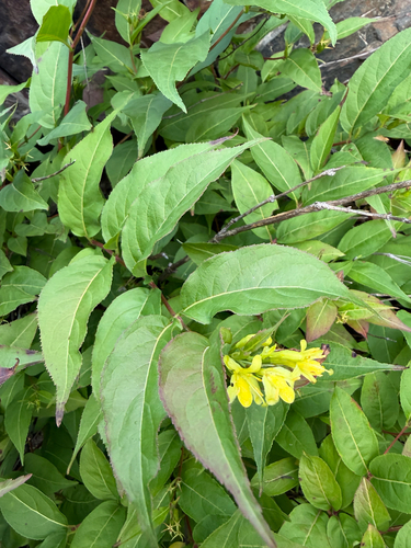 northern bush honeysuckle
