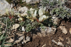 Astragalus rupifragus