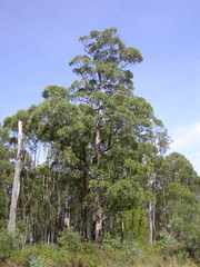 Eucalyptus muelleriana