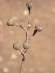 Eucalyptus muelleriana