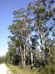 Eucalyptus globoidea