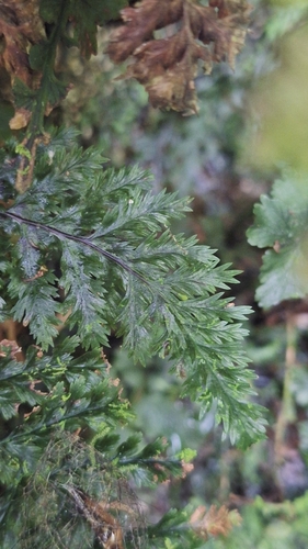 Abrodictyum obscurum observed 2026-07-23