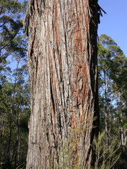 Eucalyptus globoidea