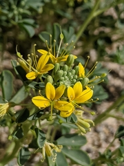 Cleomella obtusifolia