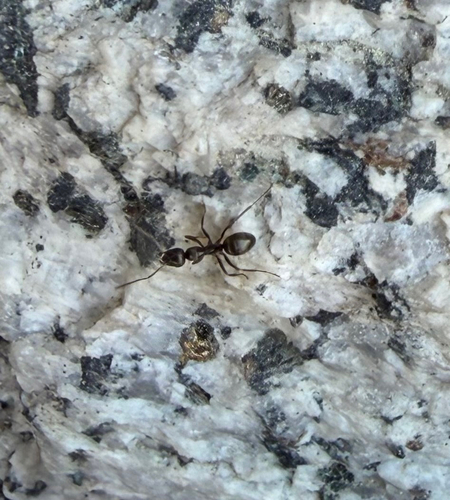 iNaturalist observation photo of fusca-group Field Ants and Allies