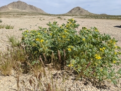 Cleomella obtusifolia