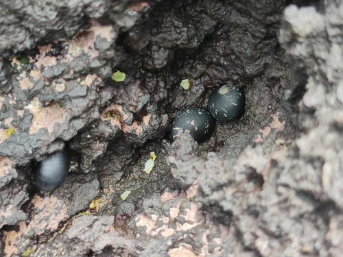 Nerita japonica, 2026-06-13