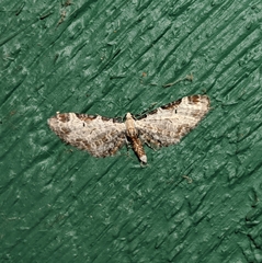 Eupithecia ravocostaliata