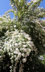 Spiraea × vanhouttei