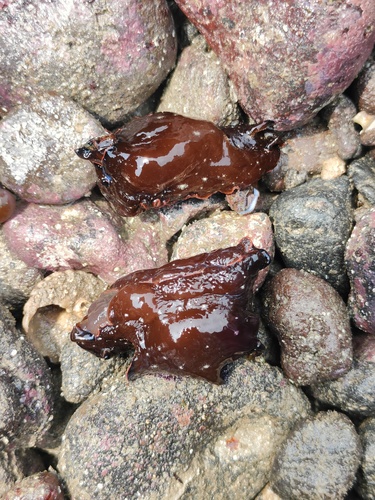 Aplysia japonica, 2026-06-13