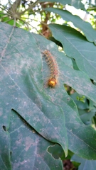 Lymantria xylina