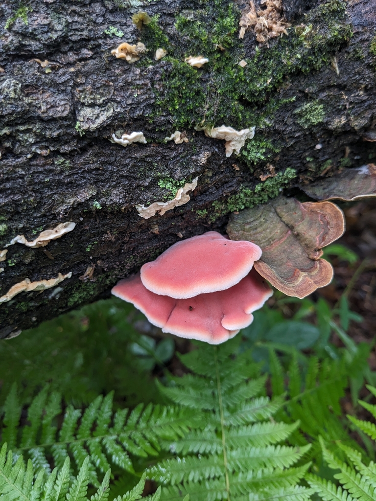 Coral-pink Merulius · July 2026 · photo: Photo: (c) Alaina Krakowiak, some rights reserved (CC BY) · iNaturalist