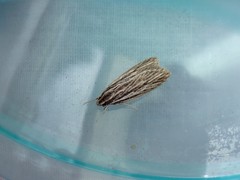 Leistarcha scitissimella