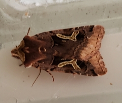 Cerastis enigmatica