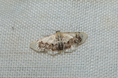 Idaea macrospila