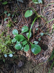 Packera obovata, photograph (c) Alaina Krakowiak, some rights reserved (CC BY)