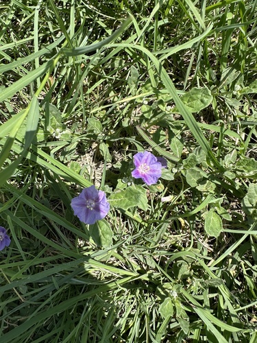 purple groundcherry