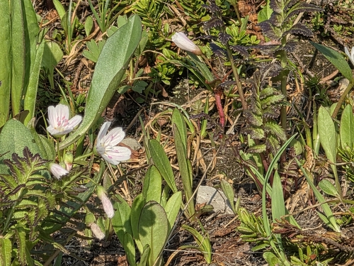 Claytonia caroliniana, 2026-07-22
