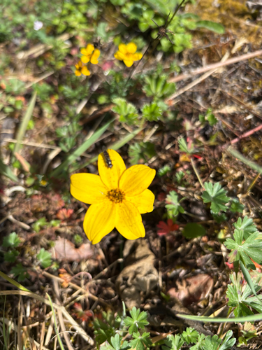 Bidens andicola, 2026-07-22