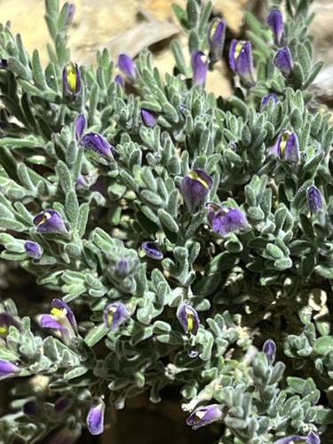 Glandleaf Milkwort