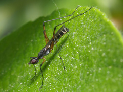 Micropeza corrigiolata